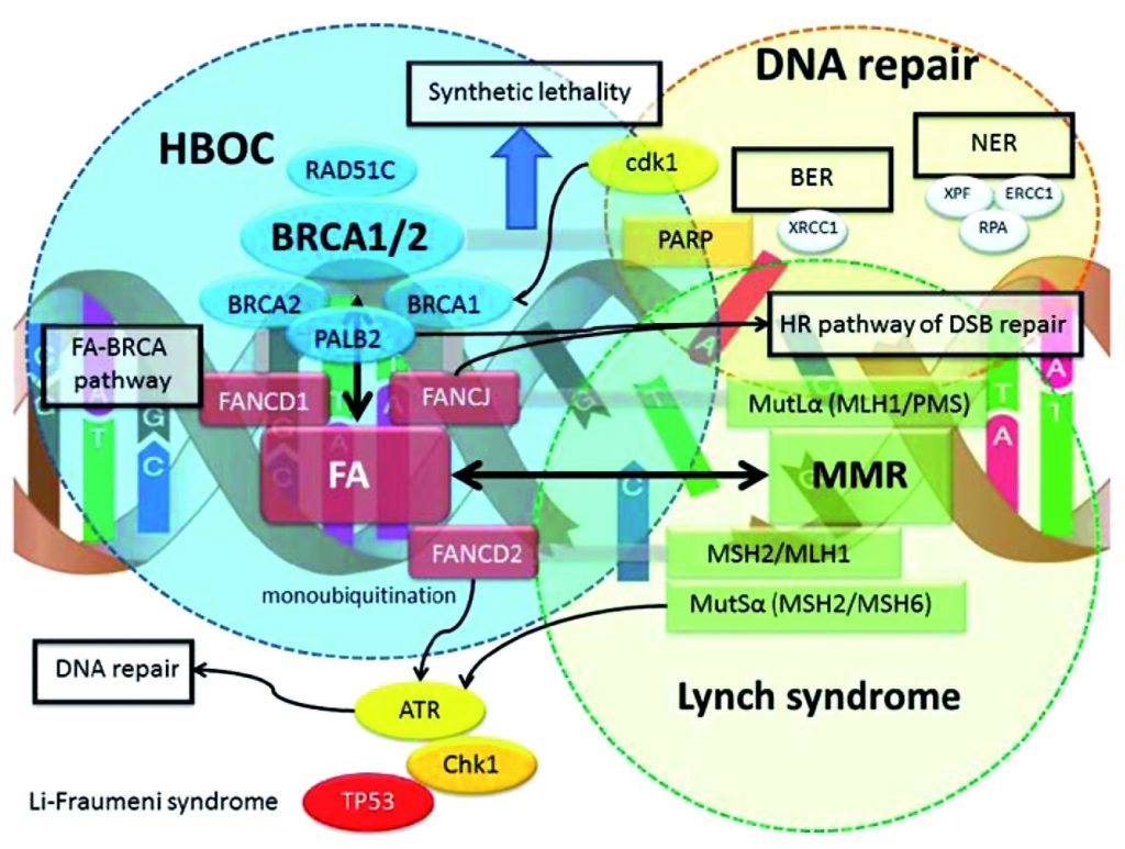 Cancer genetic mutations, Diagnostic de giardia duodenalis